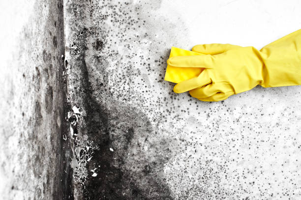 Crawl Space Mold Removal in Wabasha, MN